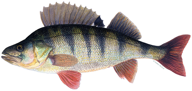 Lintu Vai Kala sarja Ahven Saimaarium Lintu Vai Kala sarja Ahven Saimaarium